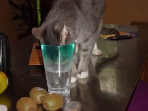 cat drinking water from glass on kitchen counter
